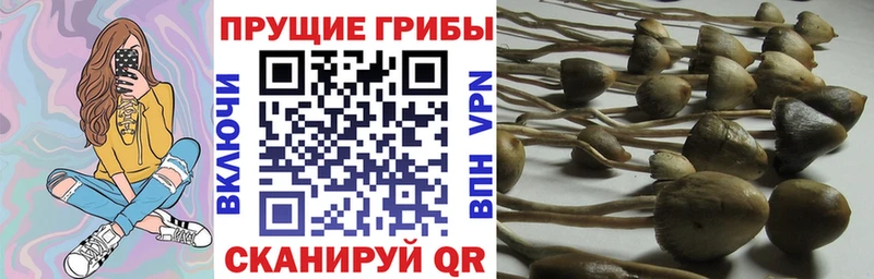 Галлюциногенные грибы прущие грибы  даркнет формула  Власиха 
